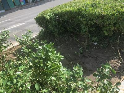 记者回访│刚补种的树苗被踩踏 请“脚下留情”