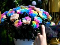 秋日气氛组上线！中山公园赏菊正当时