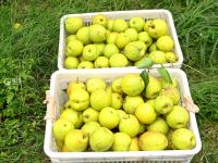 个大、多汁、脆甜…青岛这款酥梨，安利一下