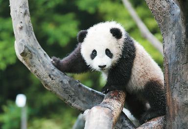 似乎只会卖萌的大熊猫为什么是国宝？