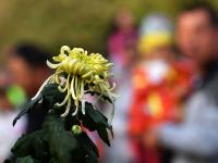 秋日气氛组上线！中山公园赏菊正当时