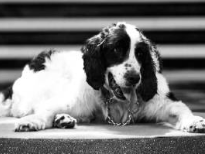 送别无言战友！汶川地震救援最后一只搜救犬离世