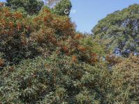 错过等一年！100+岁的丹桂飘香约不约