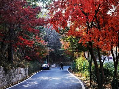 全国赏红叶地图出炉！这些地方已进入最佳观赏期