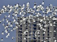 超壮观！实拍青岛大群反嘴鹬迁徙巡游