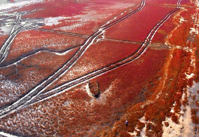 打翻了胭脂盘！胶州湾湿地再现“红海滩”