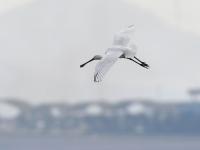 “神话之鸟”中华凤头燕鸥做客青岛