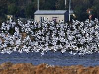 超壮观！实拍青岛大群反嘴鹬迁徙巡游