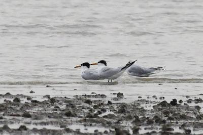 “神话之鸟”中华凤头燕鸥做客青岛