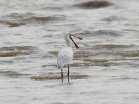 “神话之鸟”中华凤头燕鸥做客青岛