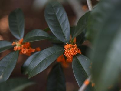 错过等一年！100+岁的丹桂飘香约不约