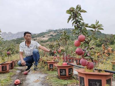 苹果栽进盆 种出好“钱”景