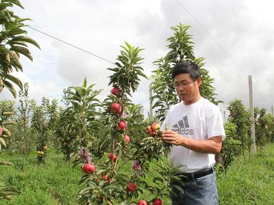 柱型苹果树苹果“抱”着主干长 开启新型种植模式