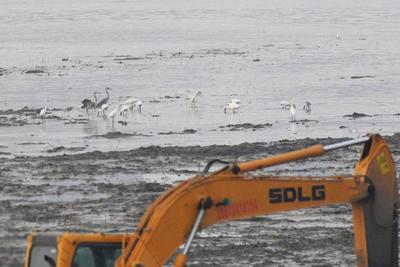 国家二级重点保护物种白琵鹭飞抵青岛！