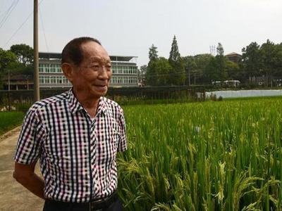 亩产1326.77公斤，我国水稻种植单产再创世界新纪录