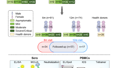 证实了！人体免疫系统能“记住”新冠病毒一年以上