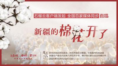 新疆棉花开了！看“三好”棉花如何炼成