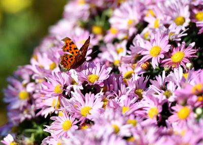 秋日气氛组上线！中山公园赏菊正当时