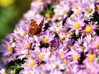 秋日气氛组上线！中山公园赏菊正当时