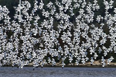 超壮观！实拍青岛大群反嘴鹬迁徙巡游