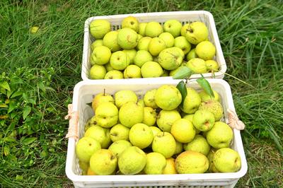 个大、多汁、脆甜…青岛这款酥梨，安利一下