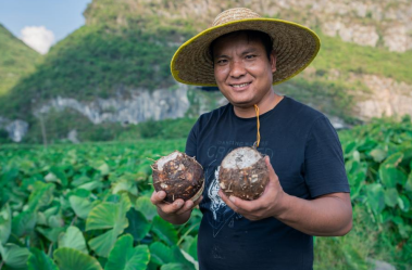 在槟榔芋优质产区共建种植基地，喜茶持续推动新茶饮供应链专业化发展
