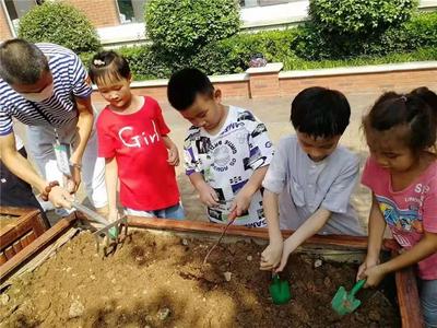 我们的校园有点“田”|青岛王埠小学开展“生长责任田”劳动实践活动 