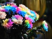 秋日气氛组上线！中山公园赏菊正当时