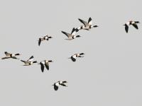 “神话之鸟”中华凤头燕鸥做客青岛