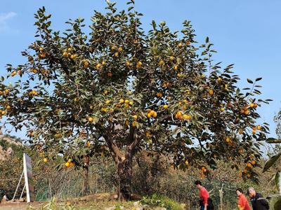 鹤山柿子节：百年柿子王 结果上千斤