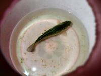 秋风里的惬意 李村河成了夜钓好去处