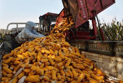 国家统计局：2024年夏粮播种面积保持稳定，单产有所增加