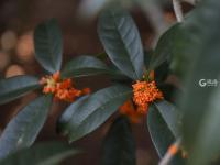 错过等一年！100+岁的丹桂飘香约不约