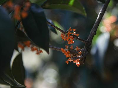 错过等一年！100+岁的丹桂飘香约不约