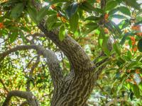 错过等一年！100+岁的丹桂飘香约不约