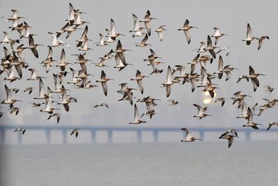 “神话之鸟”中华凤头燕鸥做客青岛