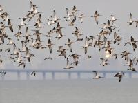 “神话之鸟”中华凤头燕鸥做客青岛