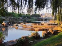 舒适惬意！实拍秋日傍晚李村河小景