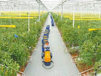 山东扛牢农业大省责任，扎实推进乡村振兴，金秋沃野展新颜