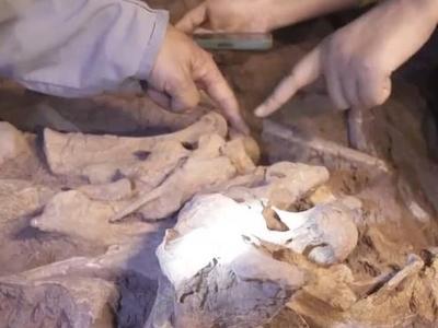 一眼穿越亿万年 重返侏罗纪 | “禄丰恐龙头朝东方”之谜，专家这样分析……