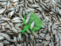 贴秋膘！肥美的海捕青鳞鱼上岸啦