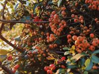 舒适惬意！实拍秋日傍晚李村河小景