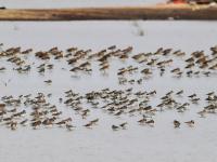 “神话之鸟”中华凤头燕鸥做客青岛