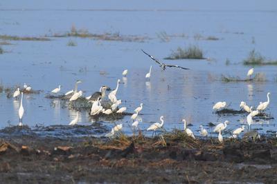 国家二级重点保护物种白琵鹭飞抵青岛！