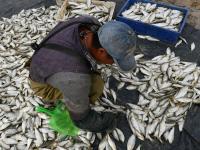 贴秋膘！肥美的海捕青鳞鱼上岸啦