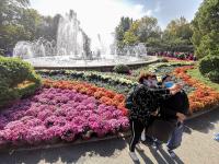 秋日气氛组上线！中山公园赏菊正当时