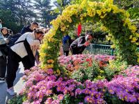 秋日气氛组上线！中山公园赏菊正当时