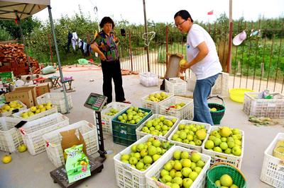 个大、多汁、脆甜…青岛这款酥梨，安利一下