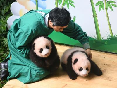 大熊猫全球圈养总数达到673只
