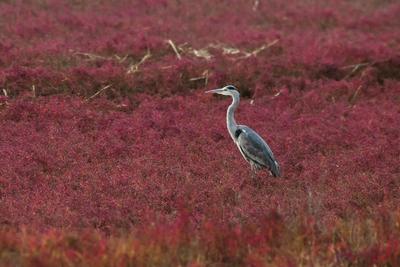 打翻了胭脂盘！胶州湾湿地再现“红海滩”